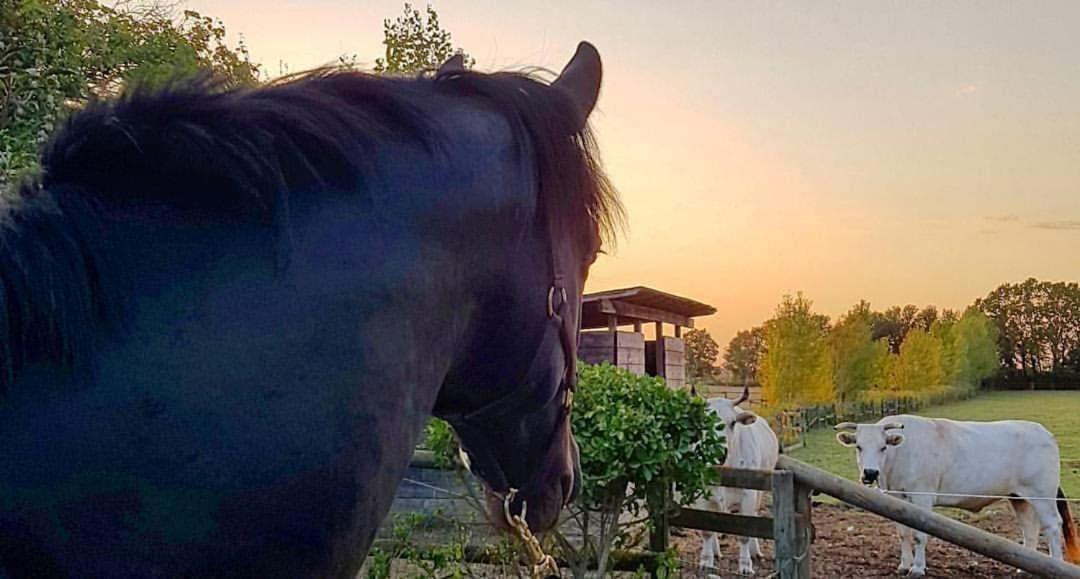 La Magnifica B&B Fauglia Kültér fotó